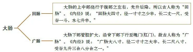 Foundations of Traditional Chinese Medicine: Functions of the Five Organs and Six Bowels