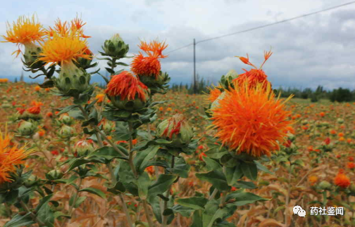 Traditional Chinese Medicine Herb - Safflower (Honghua)