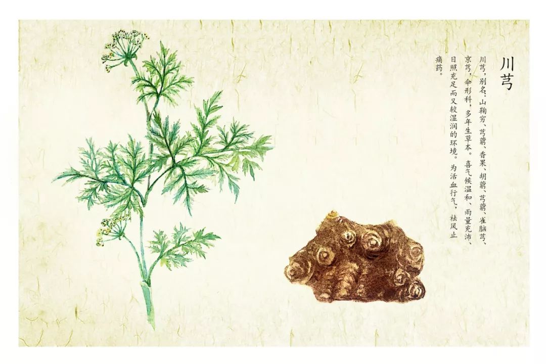 Chuanxiong (Ligusticum Chuanxiong) - A Comprehensive Overview