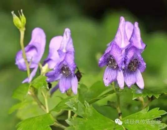 The Application of Fuzi (Aconite) by Dr. Li Ke in Traditional Chinese Medicine