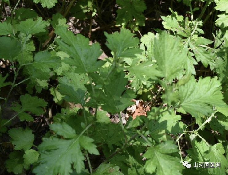 Bencao Gangmu: Mugwort (Ai Cao)