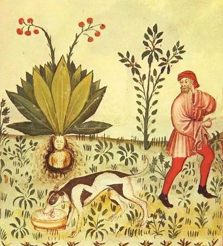 The Roots of Human-Like Plants: Not Just Ginseng, but Also the Old Poisonous Ones