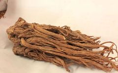 Angelica Sinensis (Dang Gui) | An Overview of Traditional Chinese Medicine