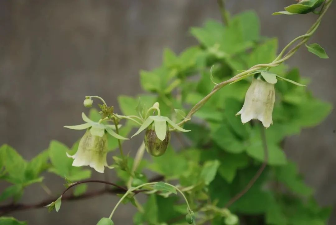Codonopsis: A Comprehensive Overview