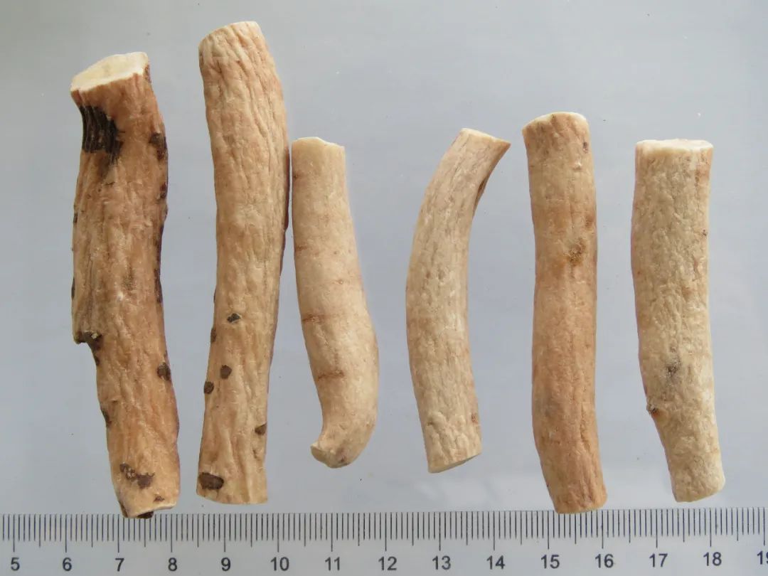 The Therapeutic Properties of Bai Shao and Chi Shao in Traditional Chinese Medicine