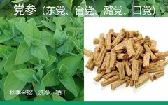 Secret Recipe for Treating Colitis by Renowned Physician Tang Chengzu: Fu Zheng Qu Xie Decoction