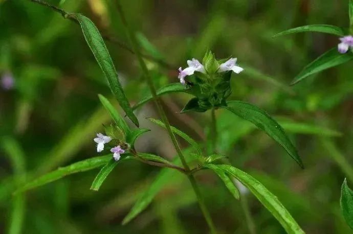 This Herb Treats Snake Bites, Eczema Itching, and More!