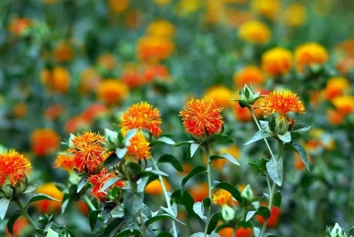 Blood-Activating and Menstrual Regulation Herbs