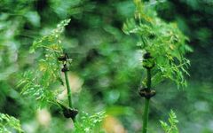 Understanding the Qi-Invigorating Properties of Chuanxiong (Ligusticum chuanxiong)