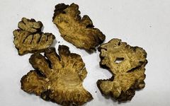 Daily Herb: Chuanxiong (Rhizoma Chuanxiong)