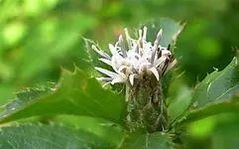 Atractylodes (Traditional Chinese Medicine Encyclopedia, Chinese Herbal Medicine)