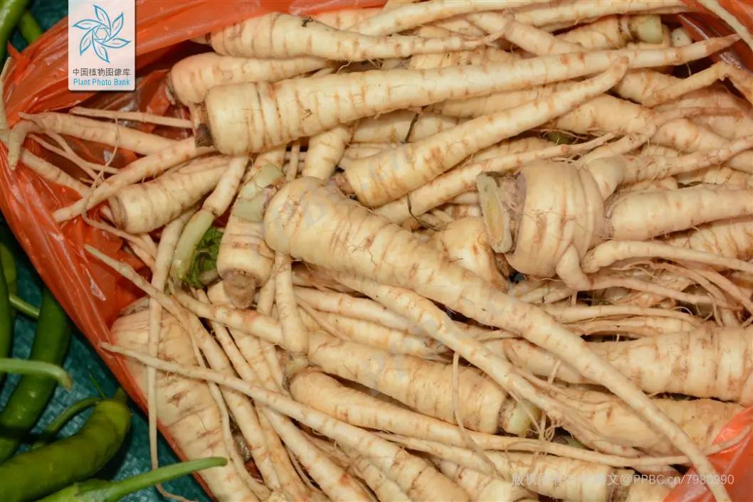 Understanding Chinese Medicine: Angelica Sinensis (Dong Quai)