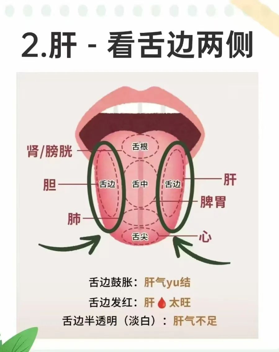 Tongue Diagnosis and the Five Organs