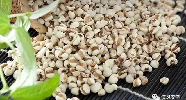 Heavy Dampness, Many Ailments! Recommended 7 Herbs for Dampness Removal (Includes Formulas and Recipes)