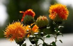 Blood-Activating and Menstrual Regulation Herbs