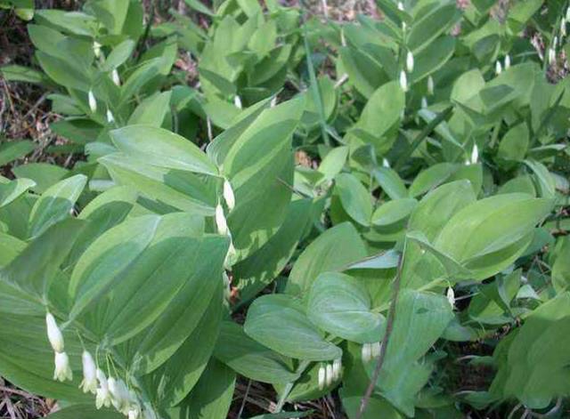 A Comprehensive Guide to 50 Common Medicinal Herbs in Rural Areas