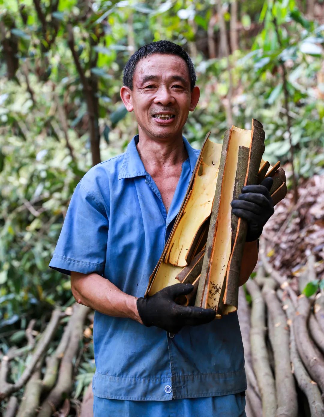 Harvesting Cinnamon: A Journey into the Heart of Traditional Cinnamon Farming