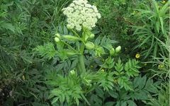 Angelica Sinensis: A Comprehensive Overview