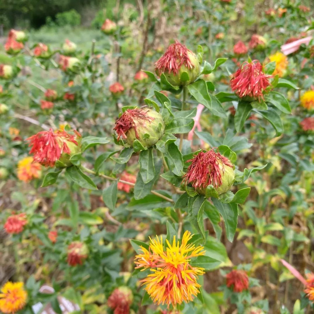 Safflower: A Healthy Nutritional Oil