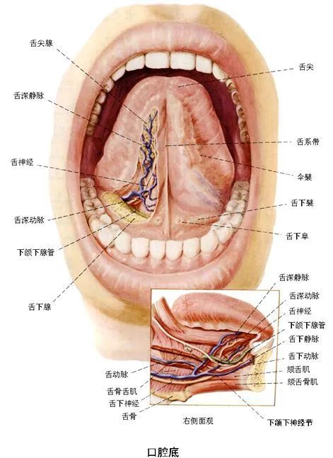 Understanding the Sublingual Collaterals in Traditional Chinese Medicine