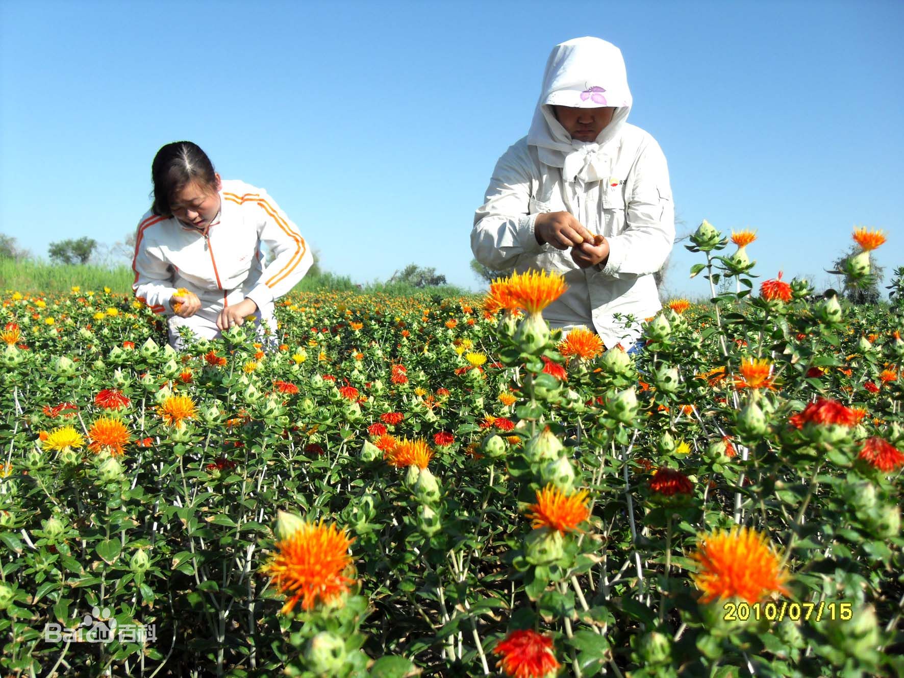 Daily Herb: 42 - Safflower, Do You Know Its Origins?
