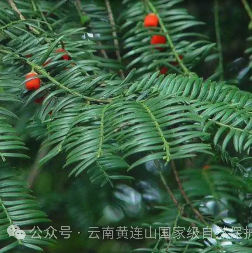 Yunnan Huanglian Mountain: Sowing Hope on Arbor Day
