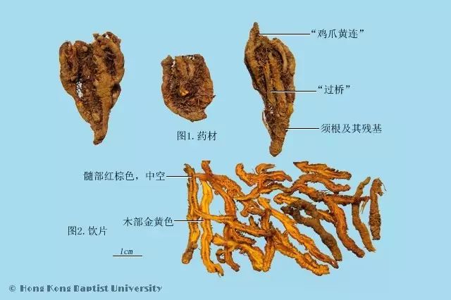 Understanding Huang Lian: A Comprehensive Overview of Coptis