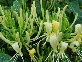Jin Yin Hua (Honeysuckle Flower) - A Comprehensive Overview
