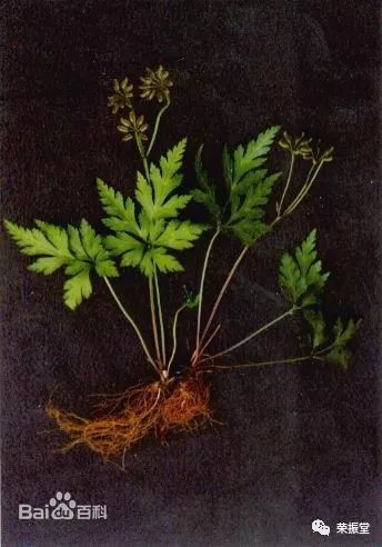 A Detailed Discussion on Huang Lian (Coptis chinensis)