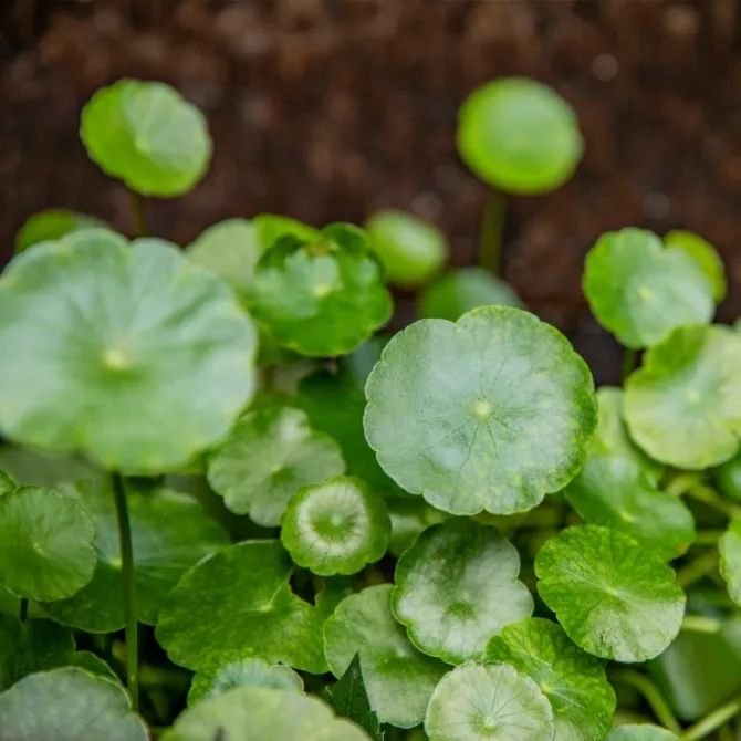 Understanding a Traditional Chinese Herb: Jin Qian Cao (Lysimachia christinae)