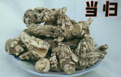 Daily Learning of a Chinese Herb: Angelica Sinensis