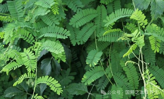 Harmonizing the Liver and Gallbladder: Utilizing Chicken Bone Grass to Eliminate Damp-Heat