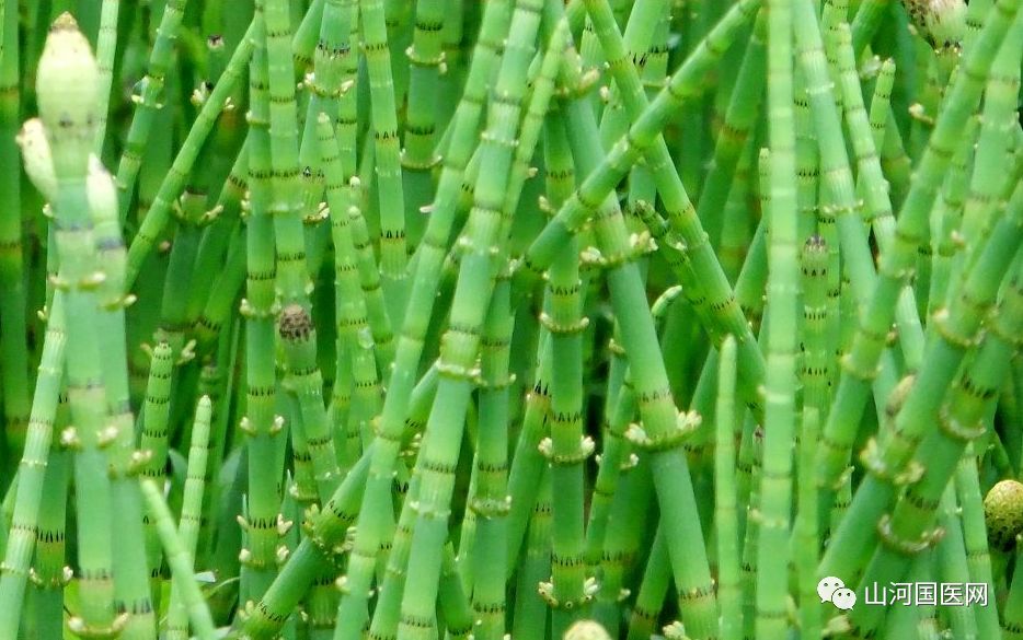 Bencao Gangmu: Mù Zéi (Equisetum) Overview and Applications