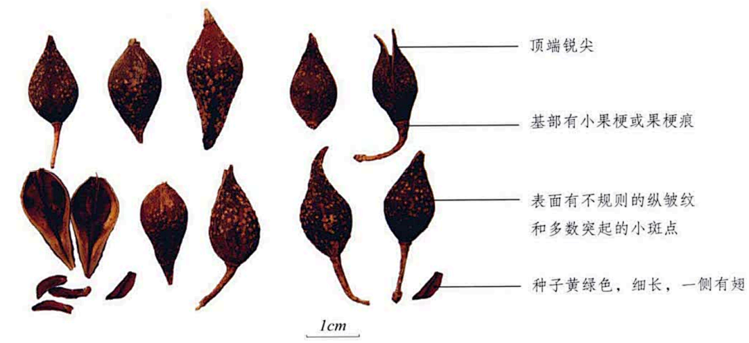 Knowledge of Chinese Herbal Medicine: Lian Qiao (Forsythia)