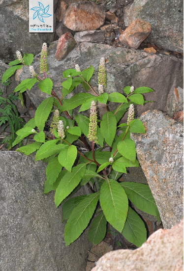 Understanding a Chinese Herbal Medicine Each Day: Ginseng