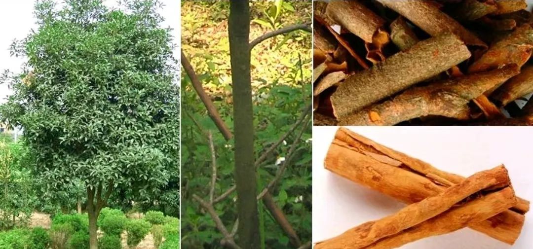 Cinnamon: Nourishing Fire and Assisting Yang, Returning Fire to the Source, Warming and Unblocking Meridians