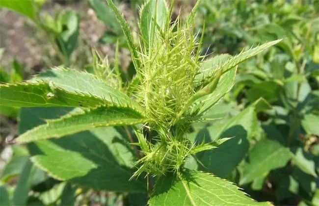 Transforming Dampness: The Role of Cang Zhu (Atractylodes lancea) in Traditional Chinese Medicine