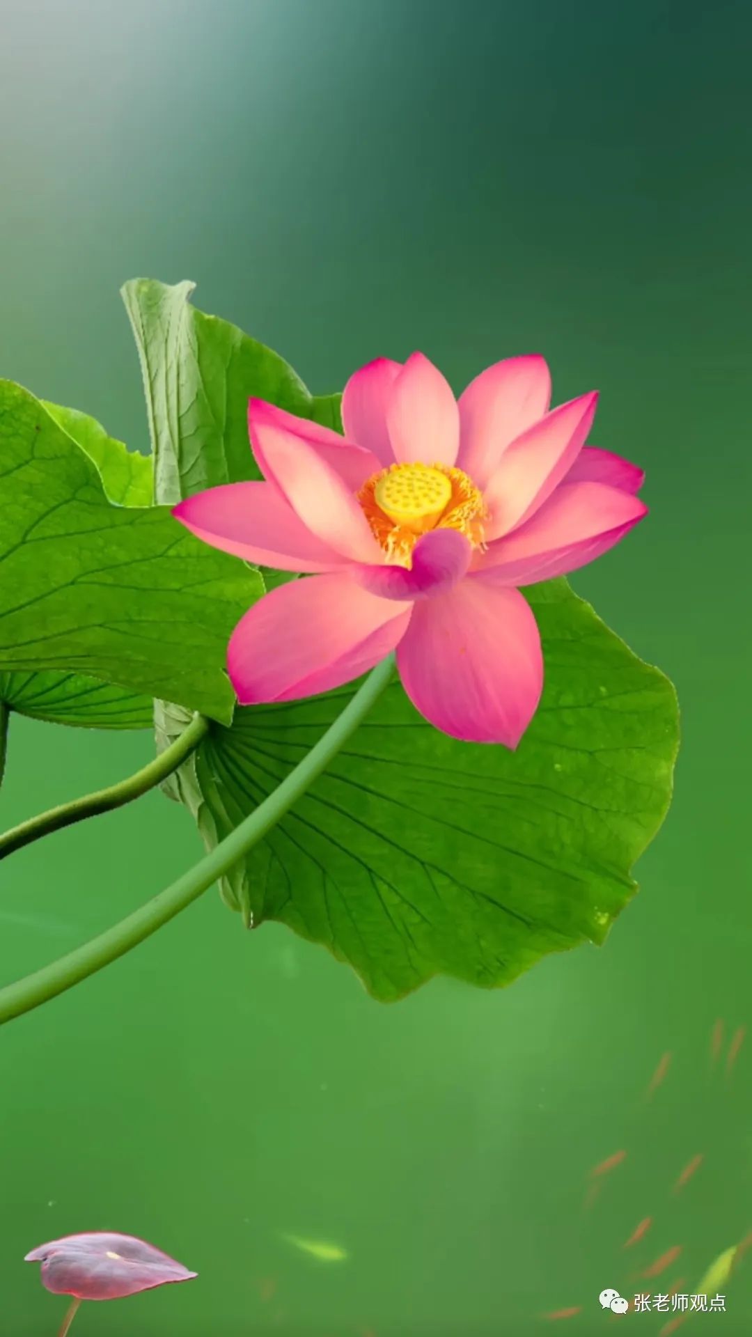 Dry Eyes, Itchy Eyes, and Blurred Vision: Understanding TCM Perspectives