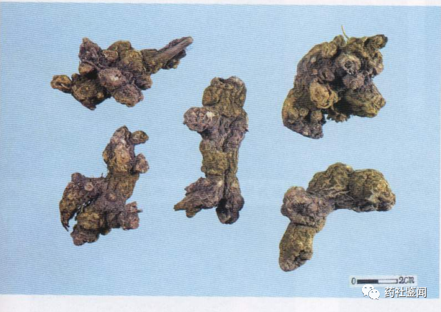 Traditional Chinese Medicine Herb - Cangzhu (Atractylodes)