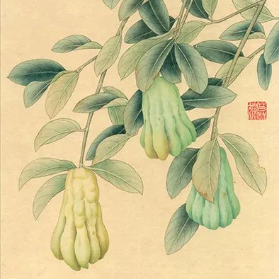Exploring the Benefits of Fo Shou (Buddha's Hand) in Traditional Chinese Medicine