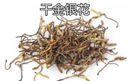 Daily Learning of Chinese Herbs - Honeysuckle
