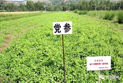 Traditional Chinese Medicine Herb - Dangshen (Codonopsis)