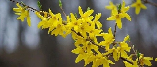 Forsythia: Nature's Golden Treasure and a Brilliant Gem of Traditional Chinese Medicine