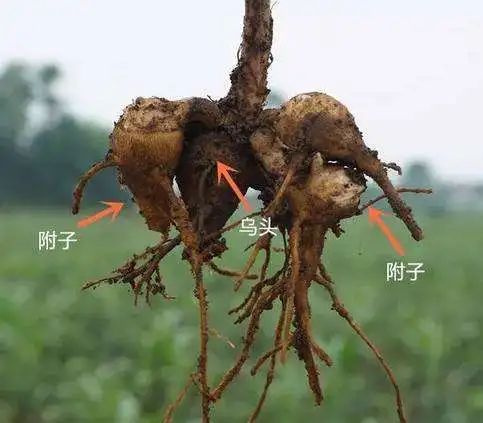 The Efficacy and Toxicity of Aconite (Fu Zi)