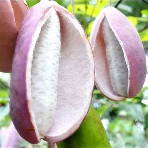 Three Anti-Cancer Chinese Medicinal Herbs and Six Anti-Cancer Formulas