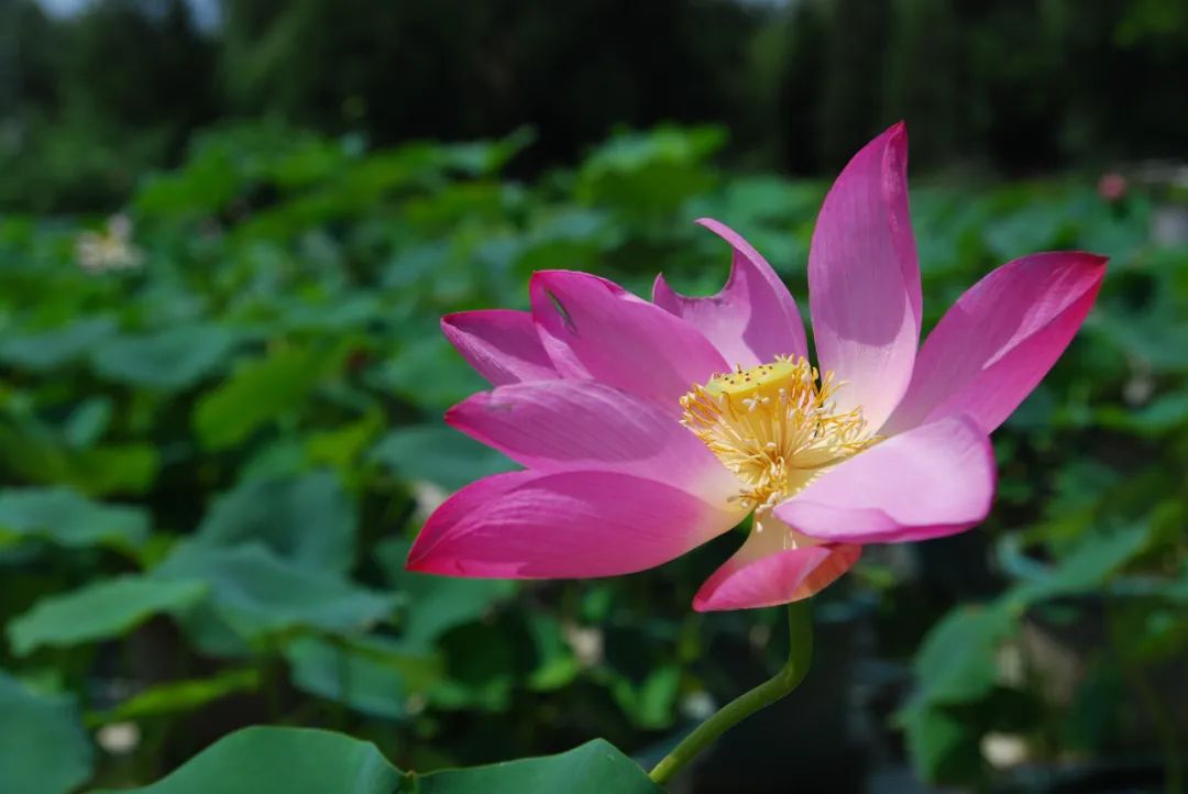 The Impact of Insufficient Yang Qi on Health and Fortune