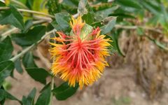 Safflower: A Healthy Nutritional Oil