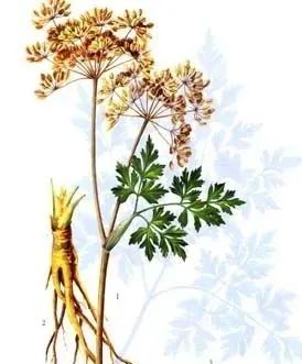 The Efficacy and Functions of Angelica Sinensis (Dang Gui)