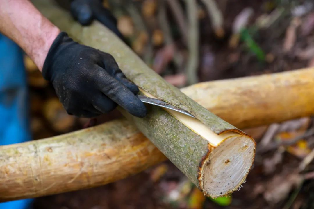 Harvesting Cinnamon: A Journey into the Heart of Traditional Cinnamon Farming