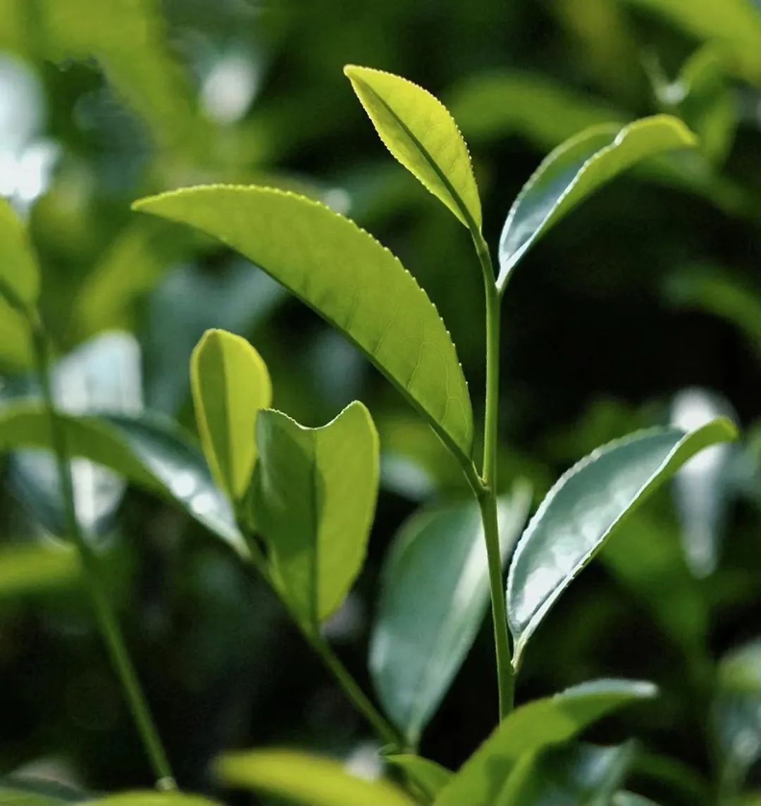 The Enduring Charm of Wuyi Rock Tea's Star: Wuyi Rougui